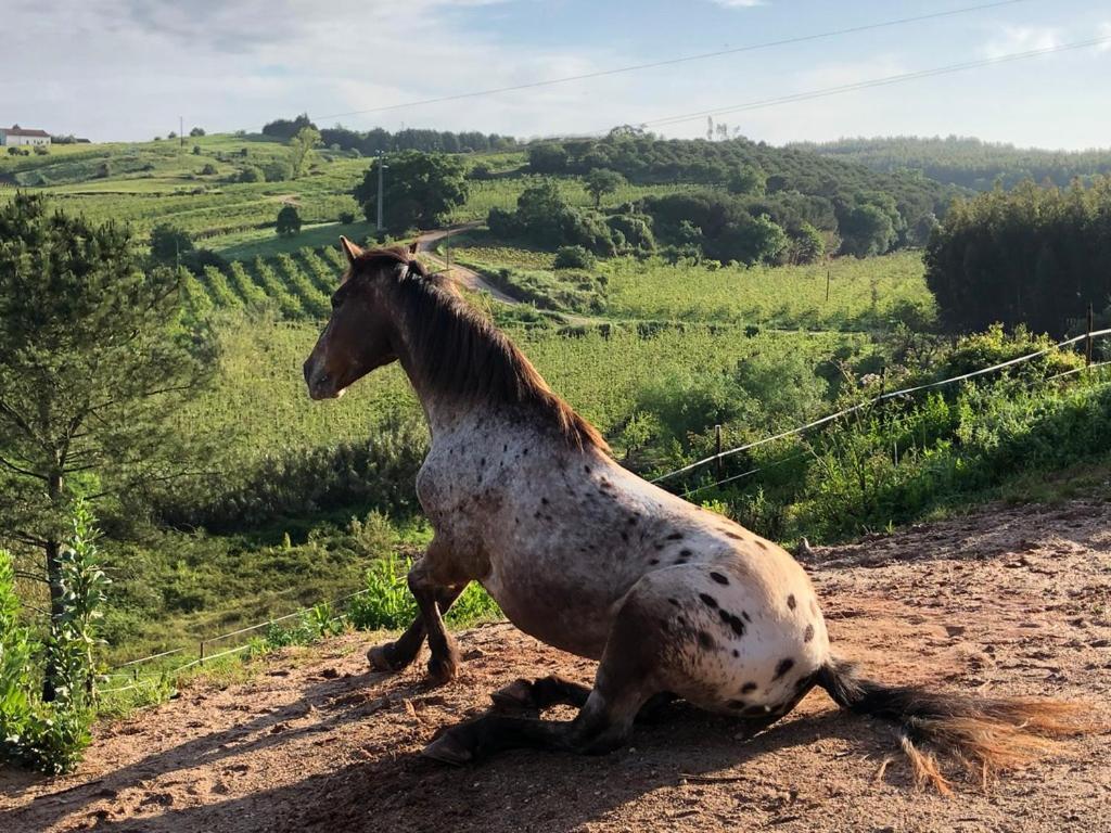 Terra Luso Proche De Montejunto Acomodação com café da manhã Cadaval Exterior foto